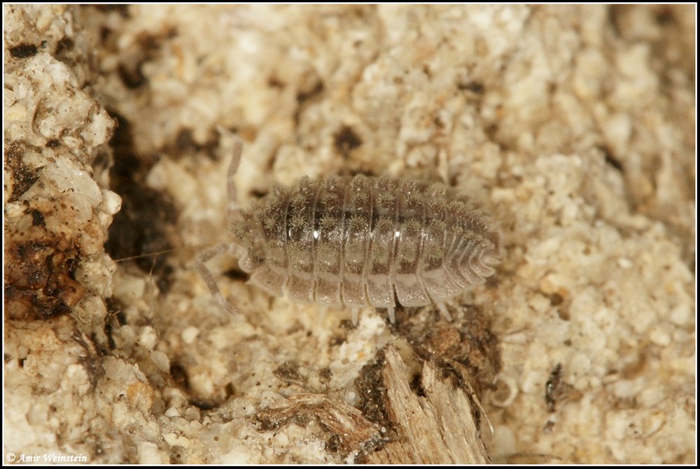 Isopoda d''Israele - More species